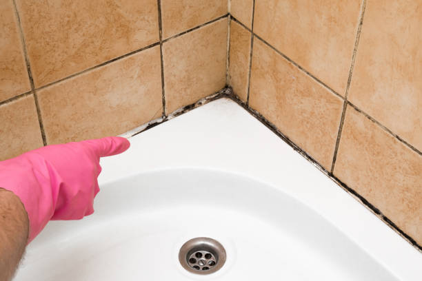 Best Professional Mold Removal  in Lorane, PA